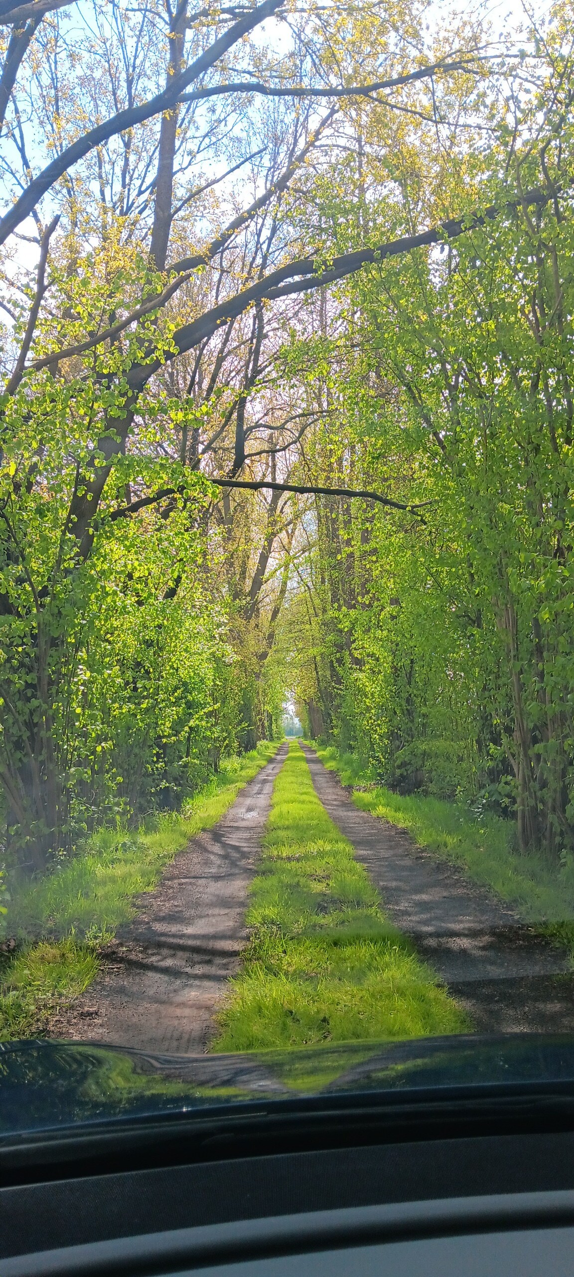 Waldweg in der Umgebung